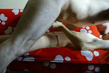 ABG Bispak Hotel Bintang Lima Skandal Viral Indo